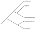 Saunvare domain cladogram.png